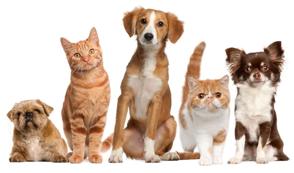Get the pet you’ve always wanted through ikman!