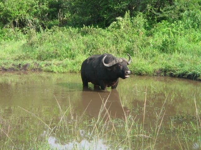 Best Places to See Wild Animals in Sri Lanka