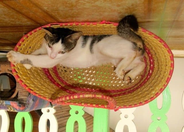 Best pets to keep if you live in a small apartment
