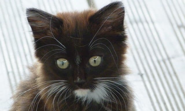 Which Animals are Most Fun as Pets?