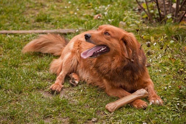 Here’s the Top Dog Breeds for Kid-Friendly Fun