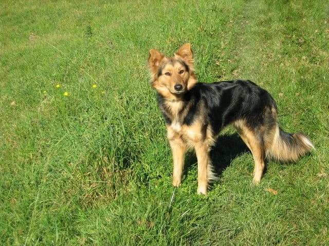 History of the German Shepard dog