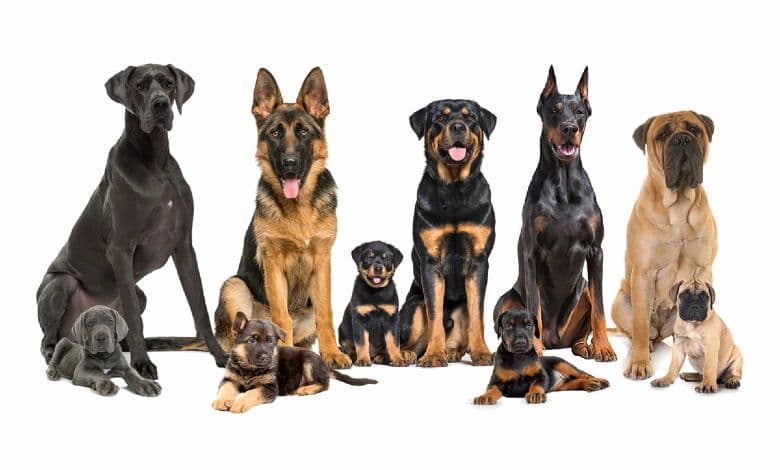 Top Guard Dog Breeds in Sri Lanka