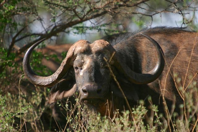 Keeping Livestock and Farm Animals Disease and Pest Free