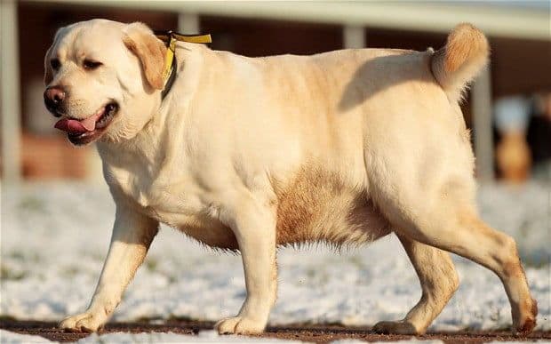 The Labrador: A History in Loyalty