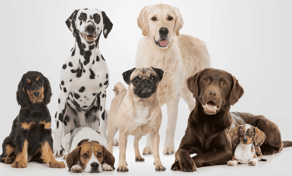 The 5 Most Family Friendly Dog Breeds in Sri Lanka