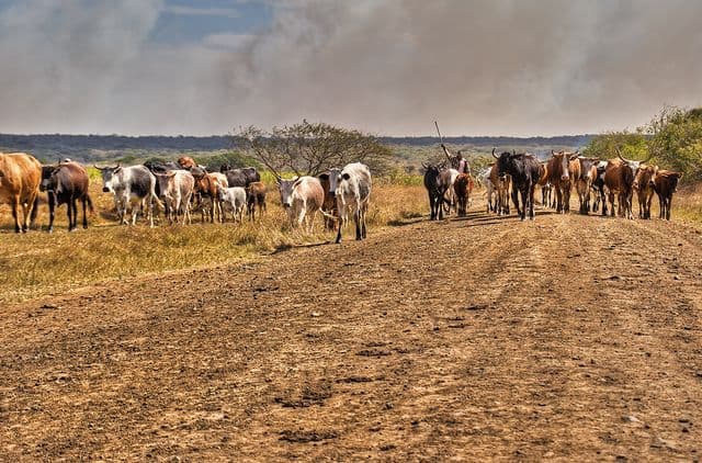 Buying And Selling Livestock For Beginners