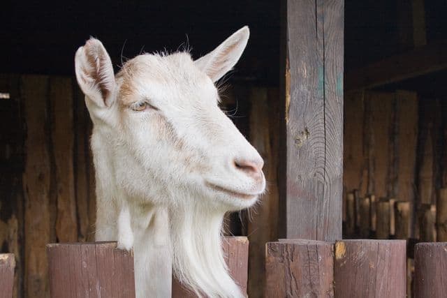 Easiest Livestock to Breed and Care For