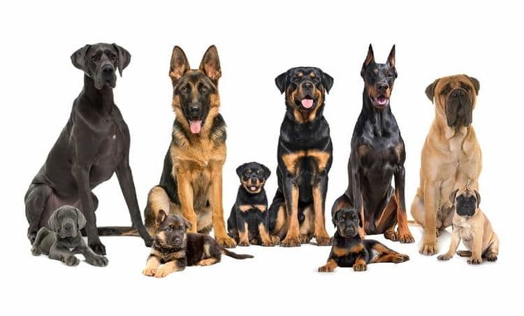 Top Guard Dog Breeds in Sri Lanka