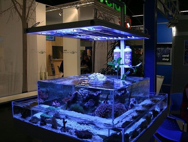 Buying a Suitable Tank and Equipment: Setting Up Your First Aquarium