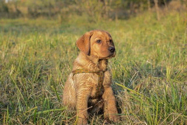 Puppy Care Tips