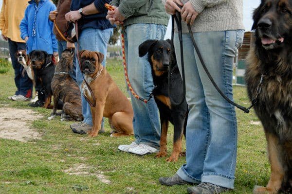 How to Train a Pet Dog