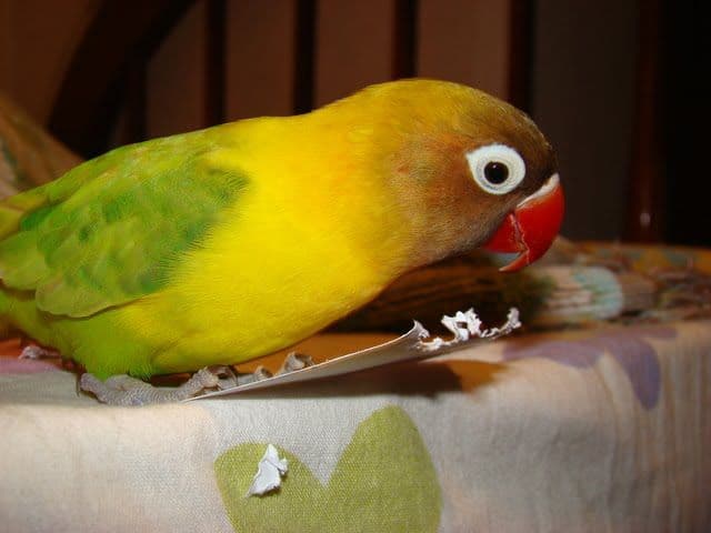How to Keep Birds as Pets