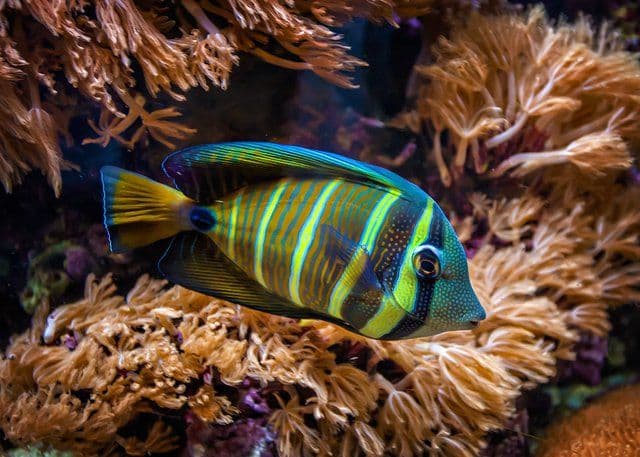 A First-Time Buyer’s Guide to Tropical Fish