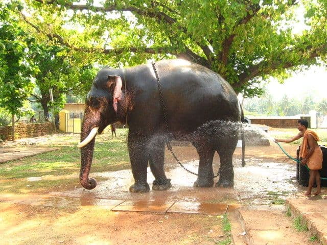 Sri Lanka’s favourite, weirdest and cutest animals