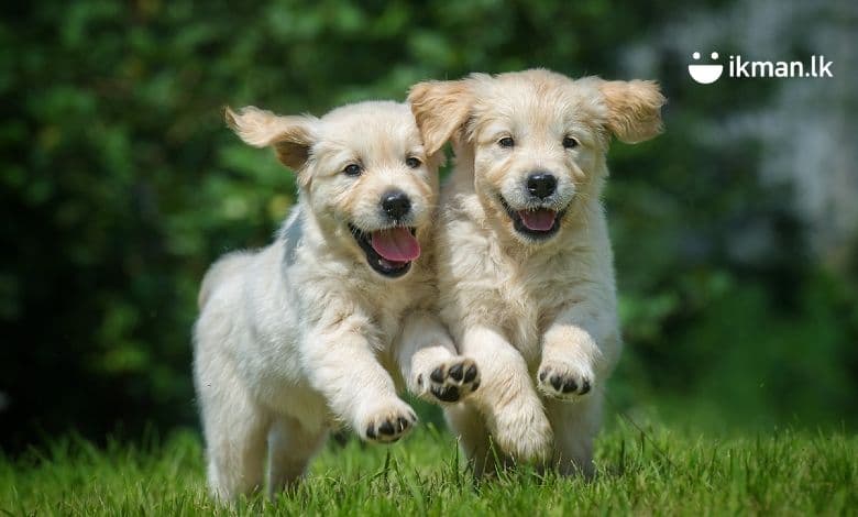 What to Look for When Buying a Puppy?
