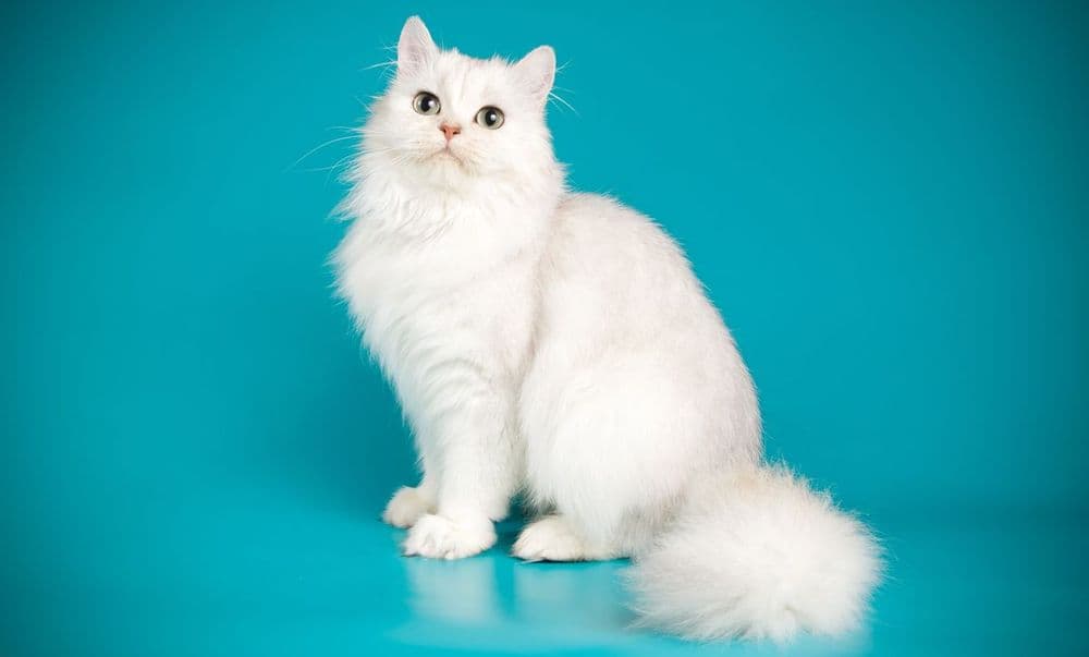 All you need to know about the Persian cat