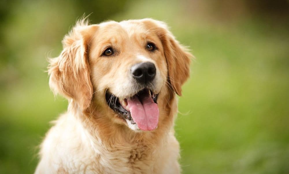 Why should you get a golden retriever?