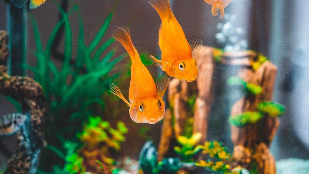 How to Set Up a Tropical Fish Tank