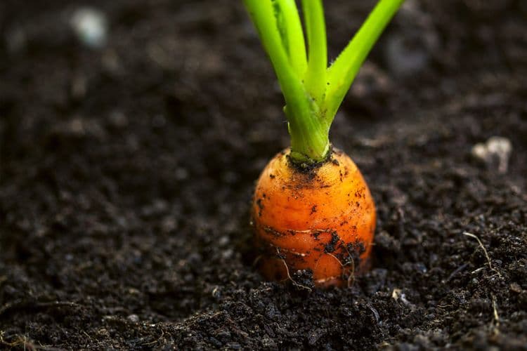 10 Great Reasons to Grow Fresh Produce in Your Own Backyard