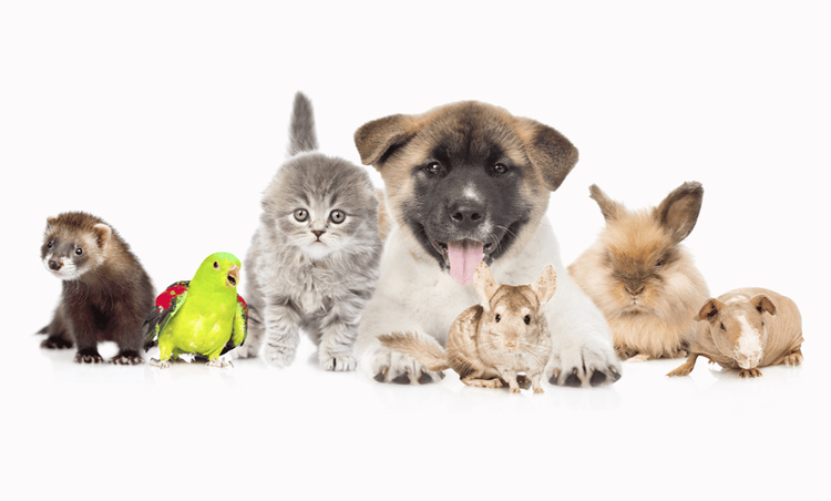 5 Best Pets For Small Spaces