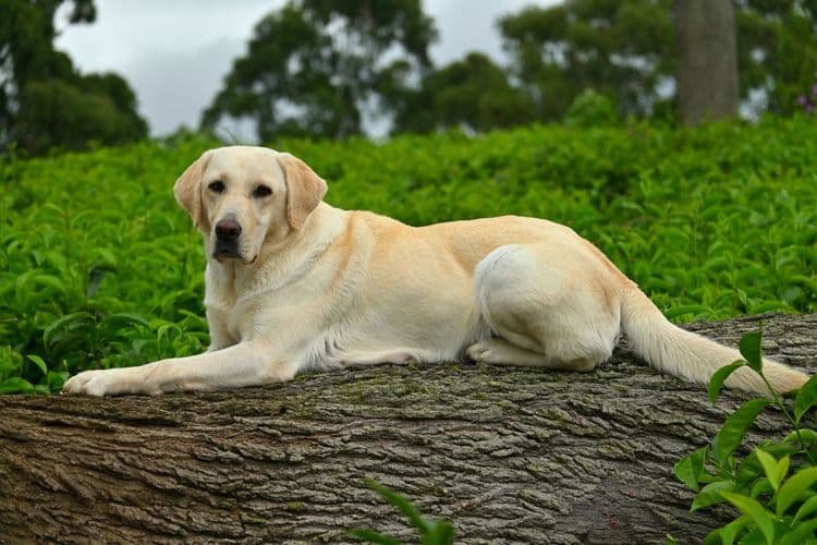 The 10 Most Popular Dog Breeds in Sri Lanka