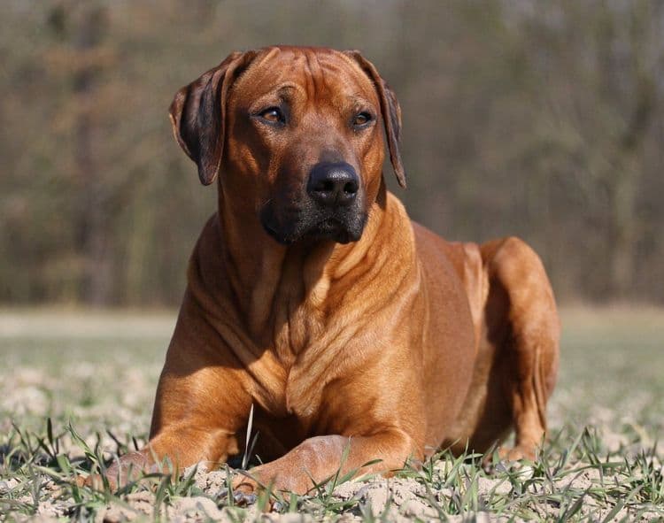 The history of the Rhodesian Ridgeback dog breed