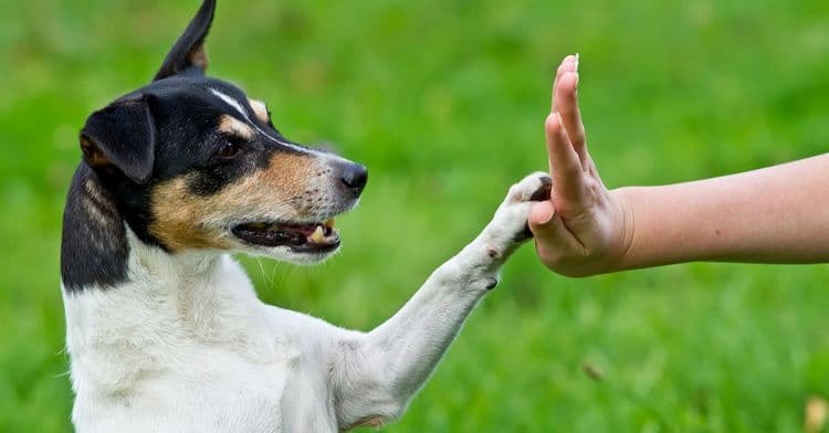How to Train a Dog in Sri Lanka
