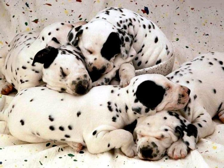 Selling Animals Online and Getting the Best Deals