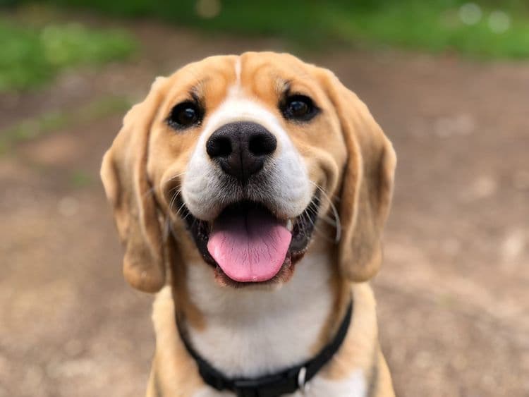 Popular Dog Breeds in Sri Lanka