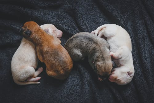 healthy puppies